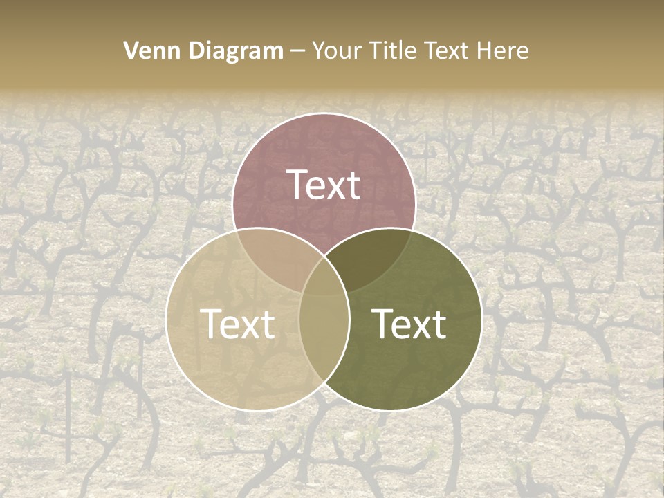 A Large Field Of Trees With No Leaves PowerPoint Template