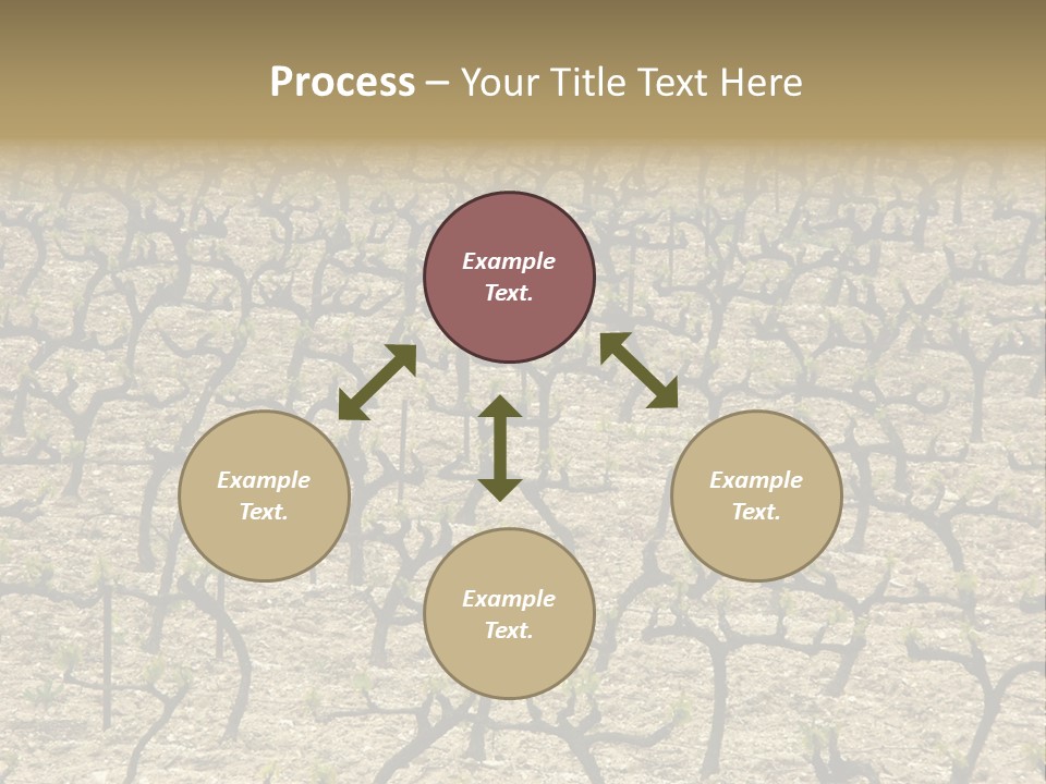 A Large Field Of Trees With No Leaves PowerPoint Template