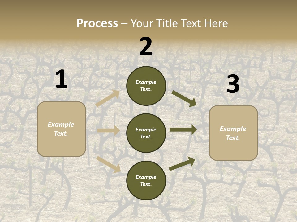 A Large Field Of Trees With No Leaves PowerPoint Template