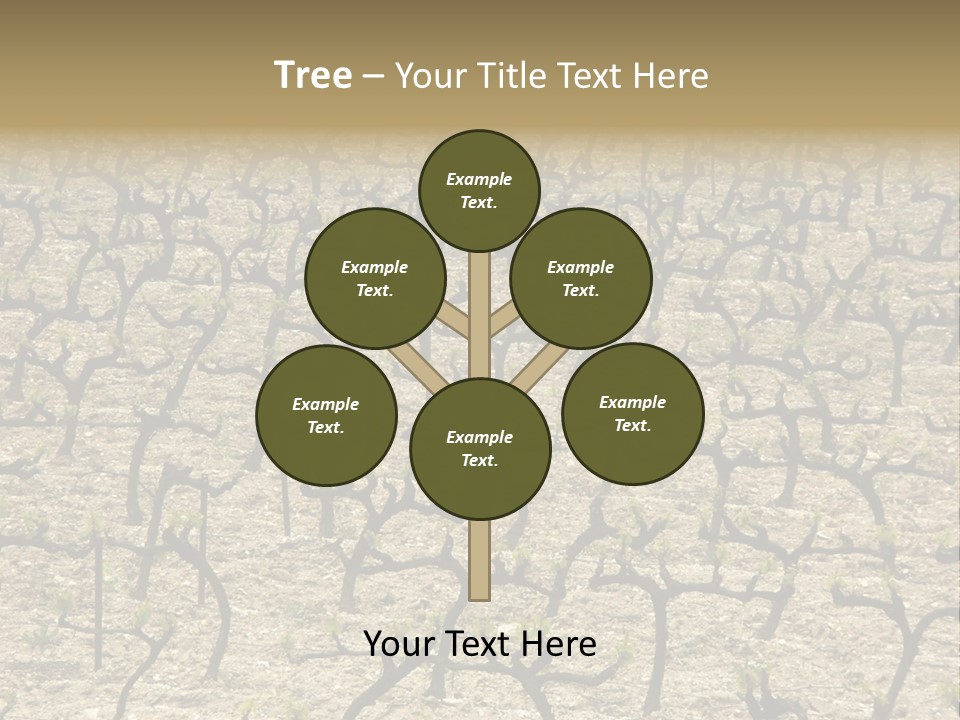 A Large Field Of Trees With No Leaves PowerPoint Template