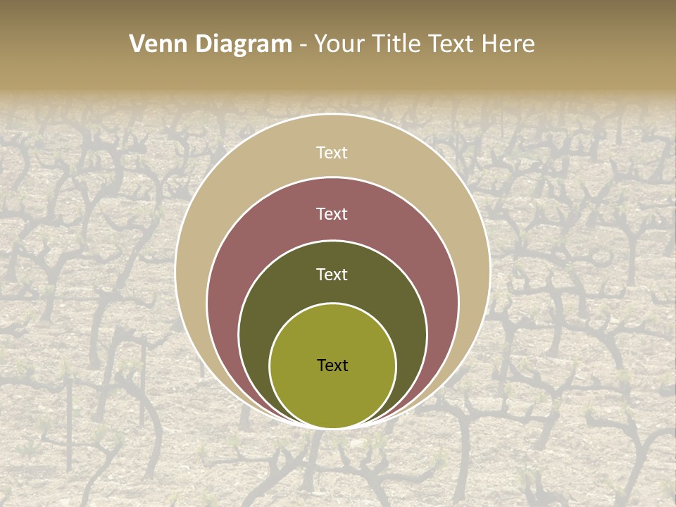 A Large Field Of Trees With No Leaves PowerPoint Template