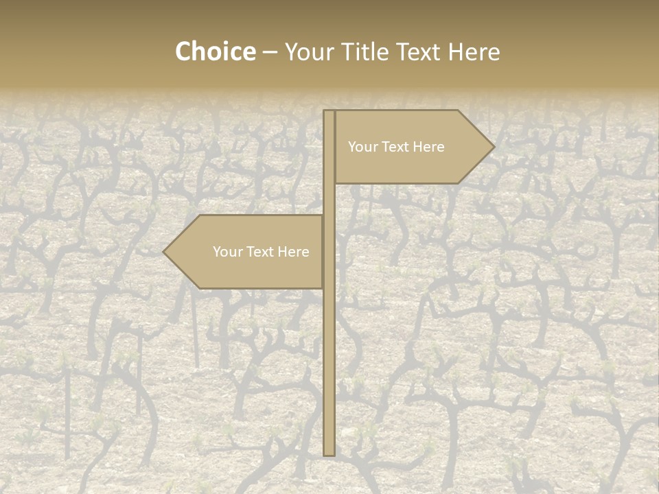 A Large Field Of Trees With No Leaves PowerPoint Template