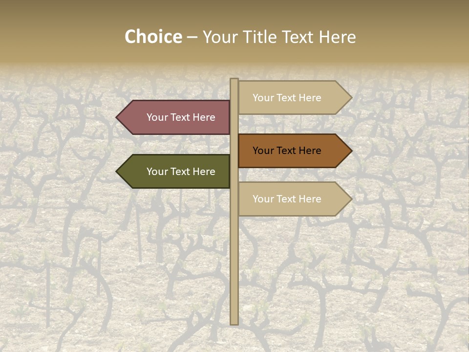 A Large Field Of Trees With No Leaves PowerPoint Template
