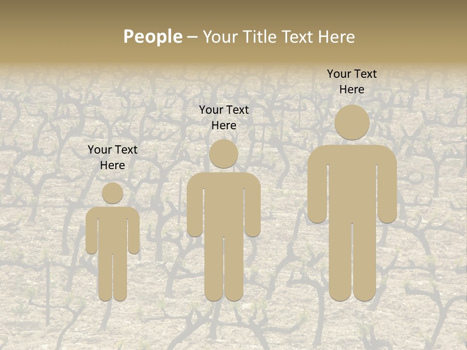 A Large Field Of Trees With No Leaves PowerPoint Template