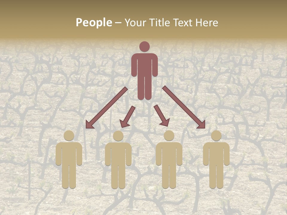 A Large Field Of Trees With No Leaves PowerPoint Template