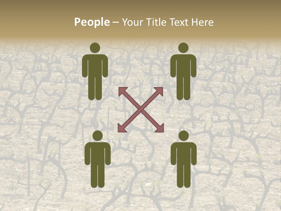 A Large Field Of Trees With No Leaves PowerPoint Template