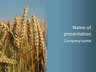 A Field Of Wheat Powerpoint Template PowerPoint Template