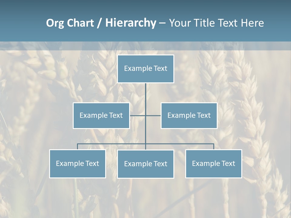 A Field Of Wheat Powerpoint Template PowerPoint Template
