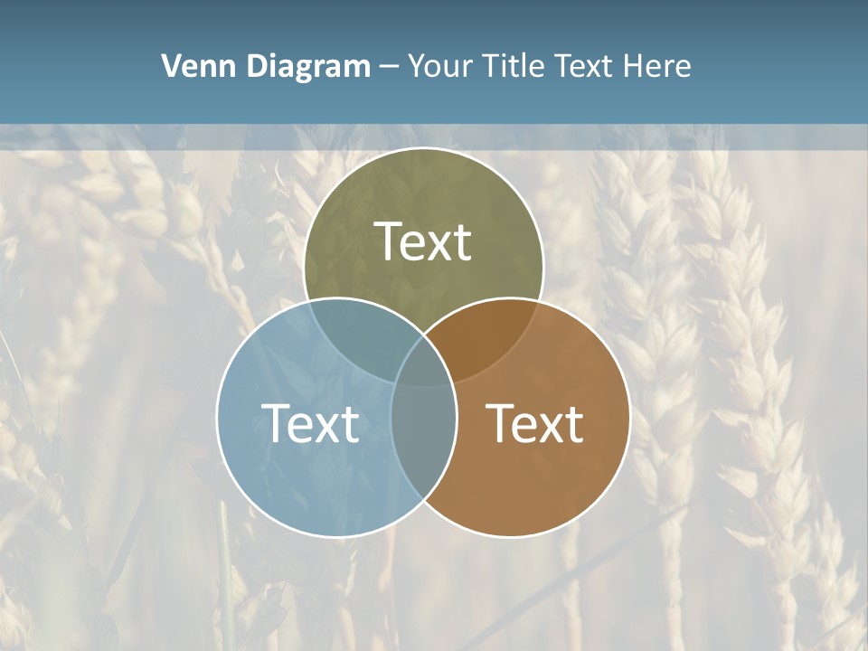 A Field Of Wheat Powerpoint Template PowerPoint Template