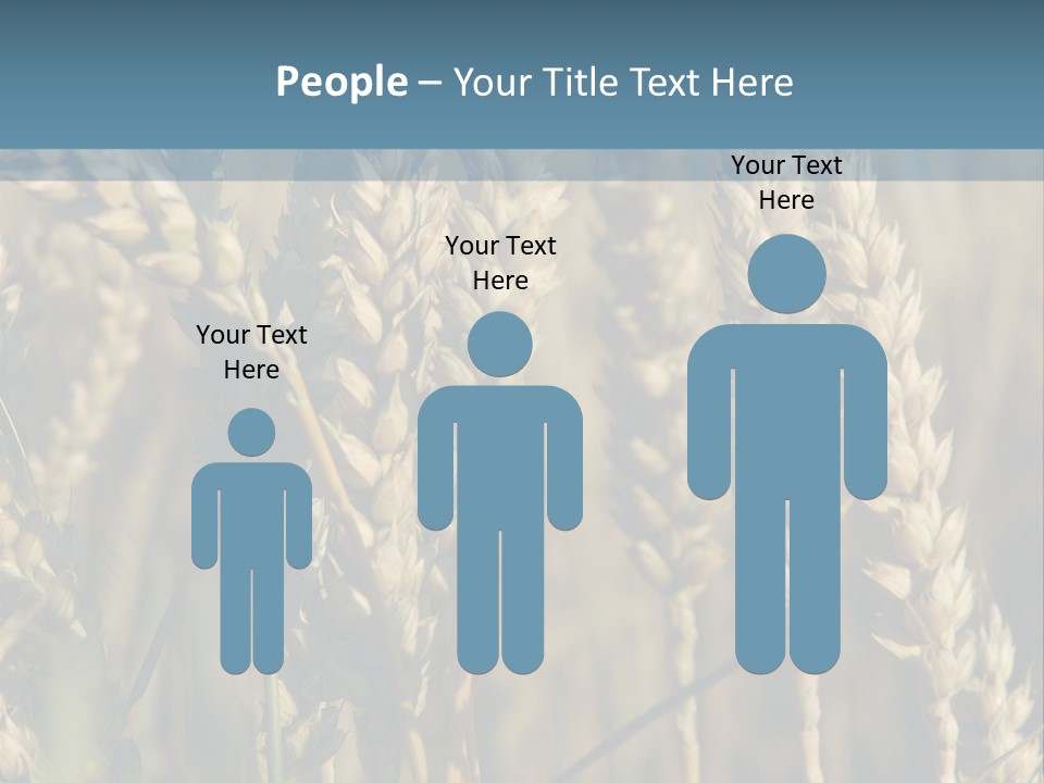 A Field Of Wheat Powerpoint Template PowerPoint Template