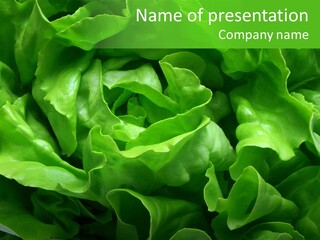 Full Frame Close Up Photo Of A Butter Lettuce - For Background Or Texture PowerPoint Template