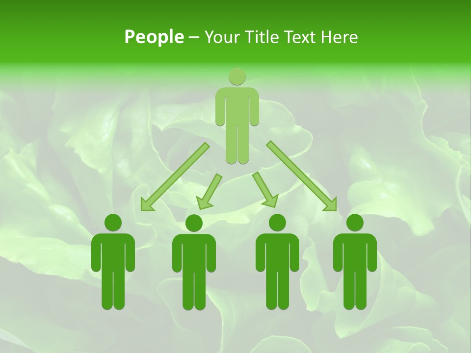 Full Frame Close Up Photo Of A Butter Lettuce - For Background Or Texture PowerPoint Template