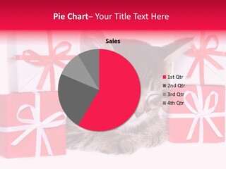 A Kitten Sleeping Next To A Pile Of Wrapped Presents PowerPoint Template