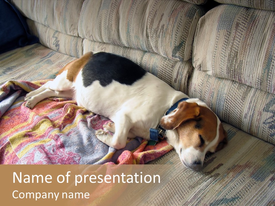 This Naughty Beagle Snuck Onto The Couch And Is Taking A Nap. PowerPoint Template