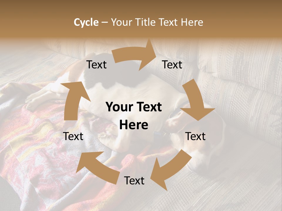 This Naughty Beagle Snuck Onto The Couch And Is Taking A Nap. PowerPoint Template