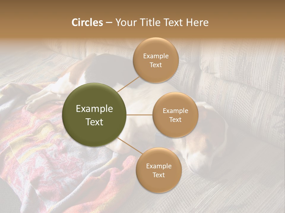 This Naughty Beagle Snuck Onto The Couch And Is Taking A Nap. PowerPoint Template