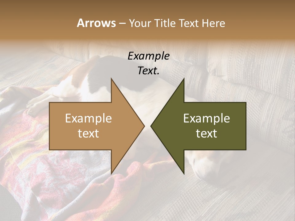 This Naughty Beagle Snuck Onto The Couch And Is Taking A Nap. PowerPoint Template