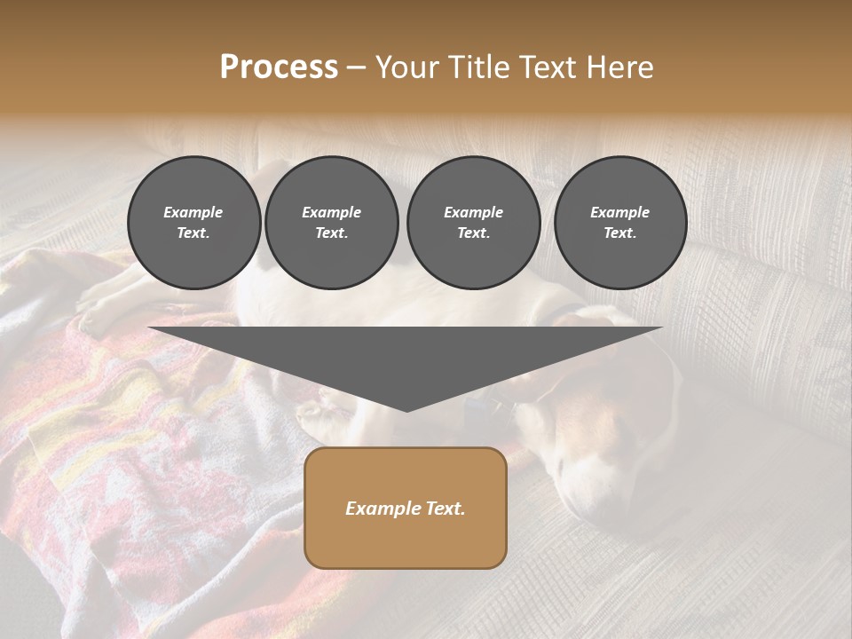 This Naughty Beagle Snuck Onto The Couch And Is Taking A Nap. PowerPoint Template