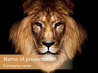 Lion PowerPoint Template