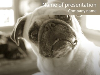 Pug Dog PowerPoint Template