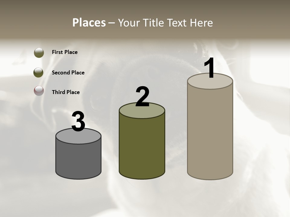 Pug Dog PowerPoint Template