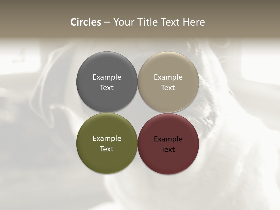 Pug Dog PowerPoint Template