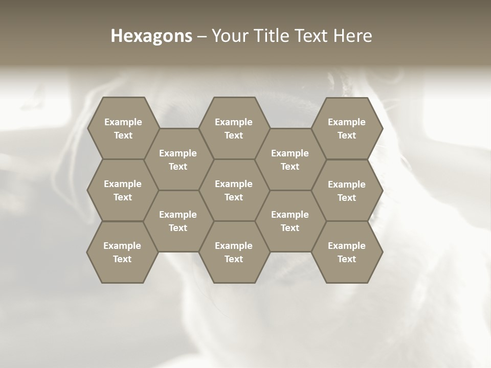 Pug Dog PowerPoint Template