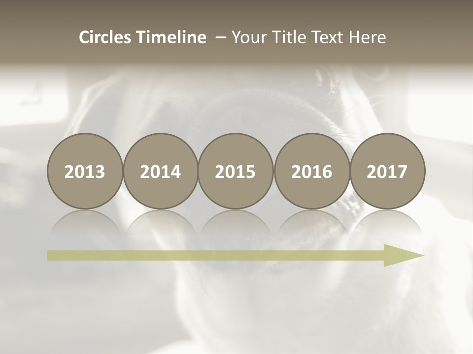 Pug Dog PowerPoint Template