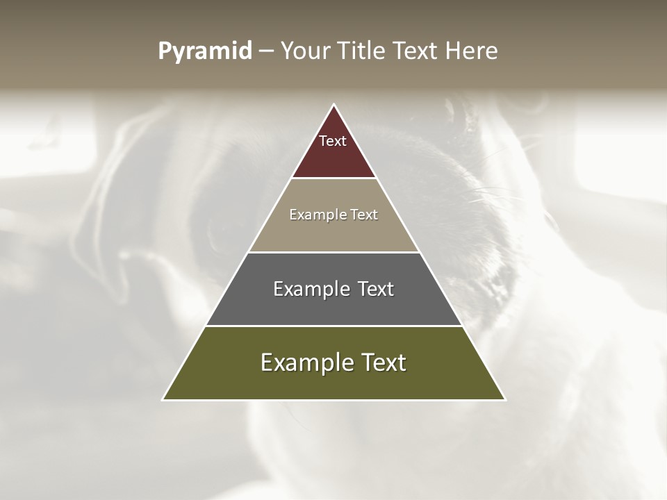 Pug Dog PowerPoint Template