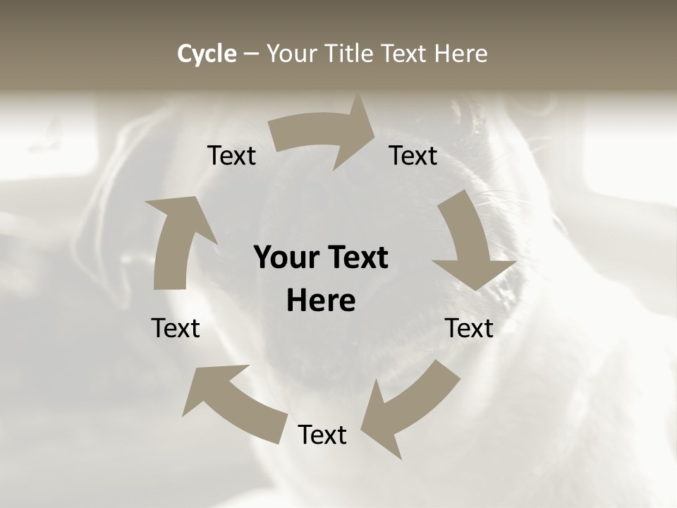 Pug Dog PowerPoint Template