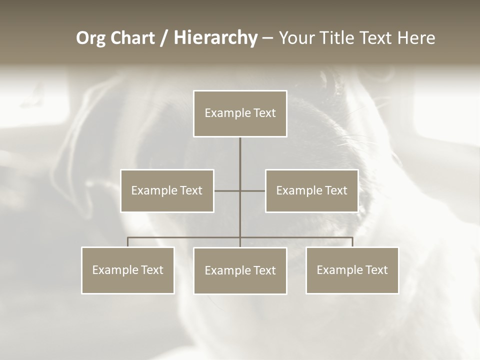 Pug Dog PowerPoint Template