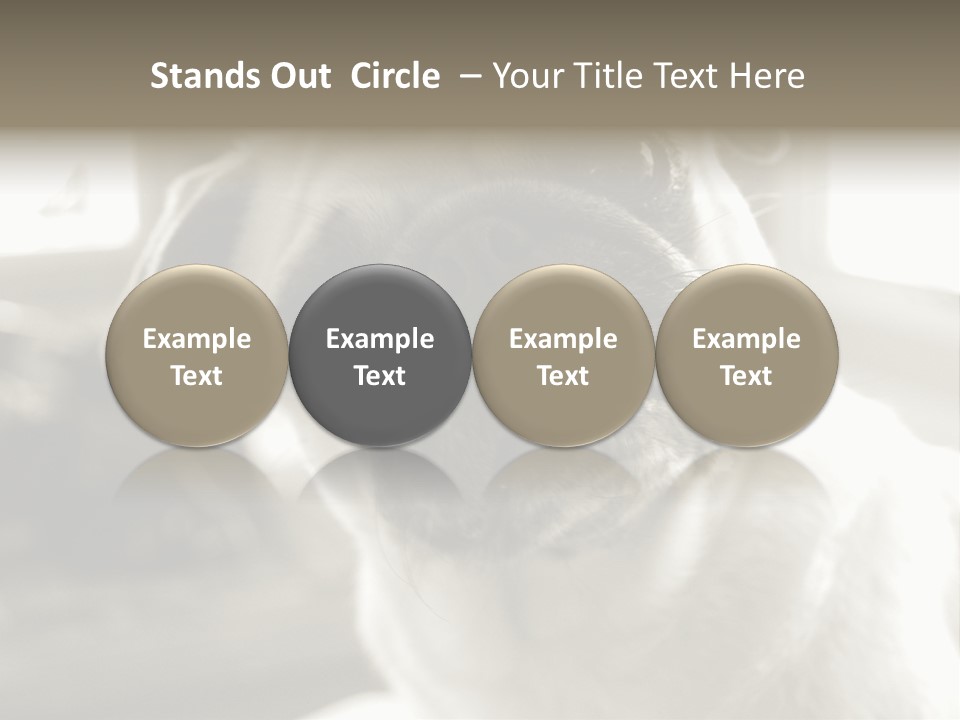 Pug Dog PowerPoint Template