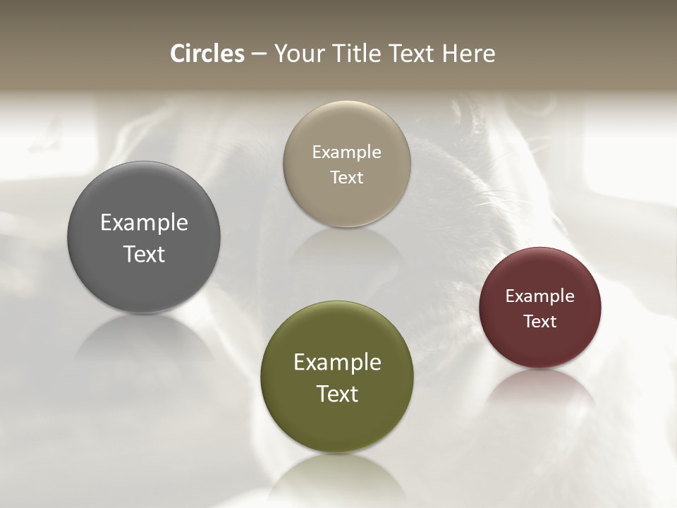 Pug Dog PowerPoint Template