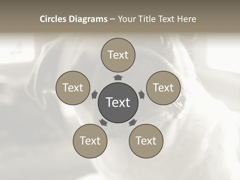 Pug Dog PowerPoint Template