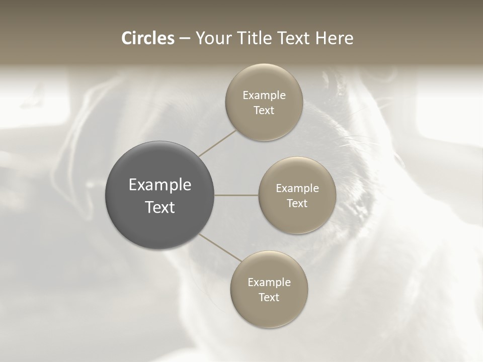 Pug Dog PowerPoint Template