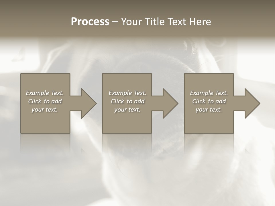 Pug Dog PowerPoint Template