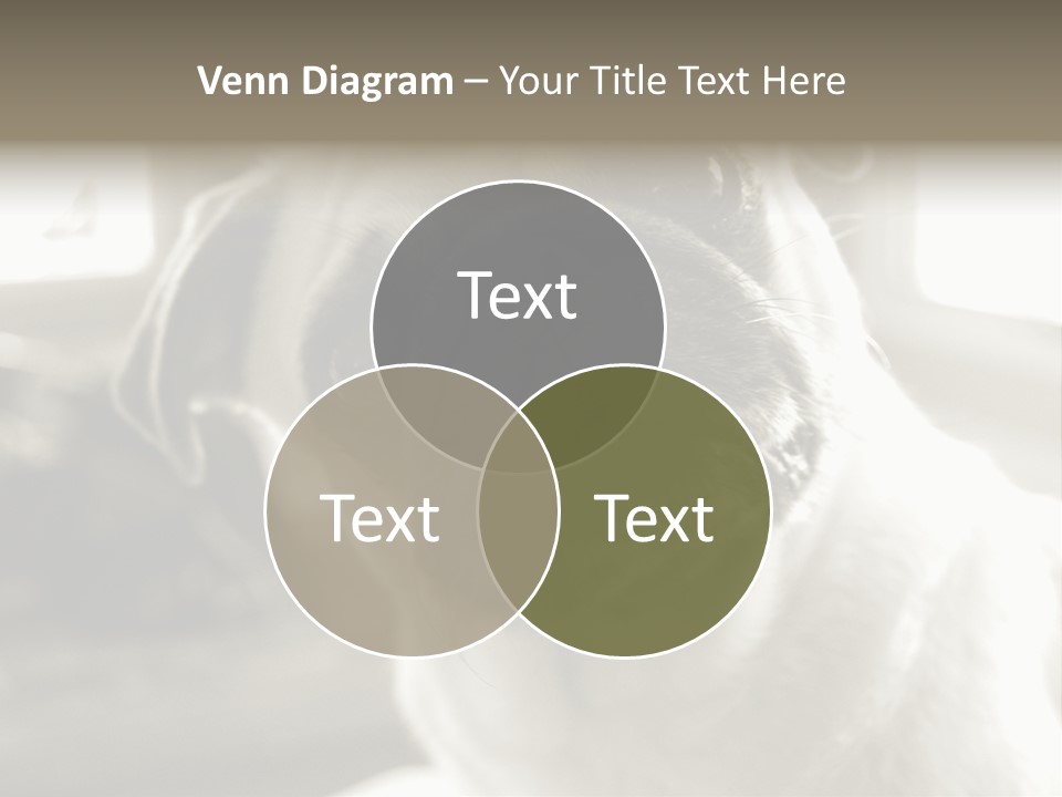 Pug Dog PowerPoint Template