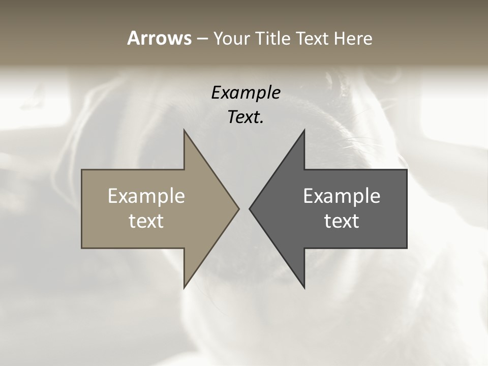 Pug Dog PowerPoint Template