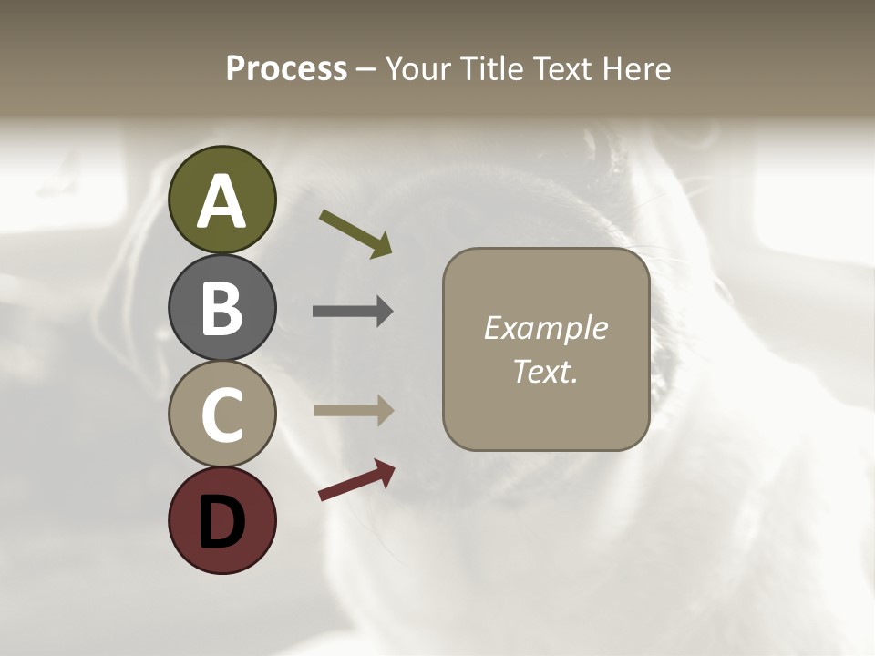 Pug Dog PowerPoint Template