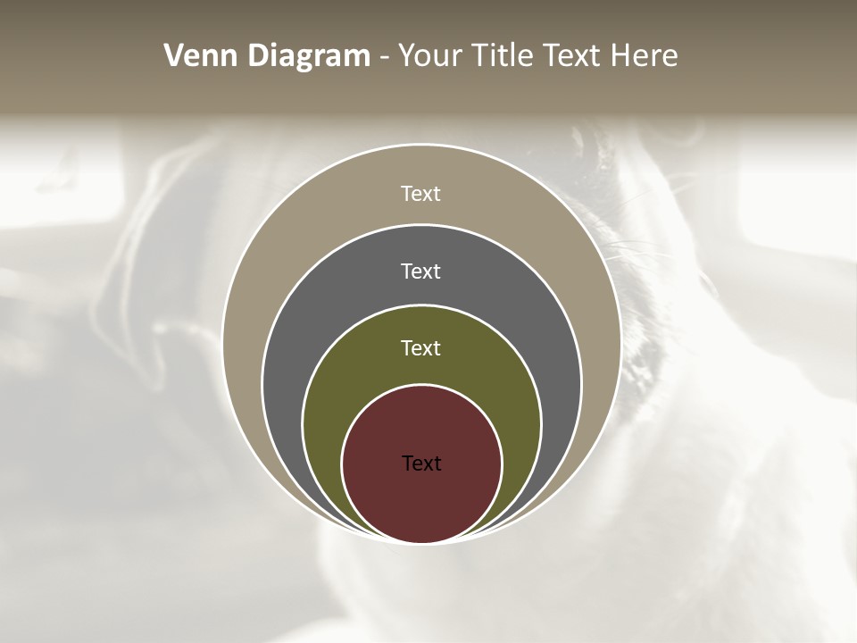 Pug Dog PowerPoint Template