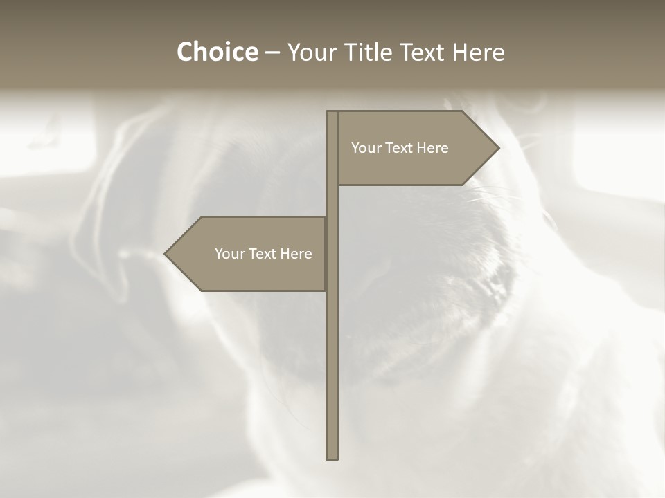 Pug Dog PowerPoint Template