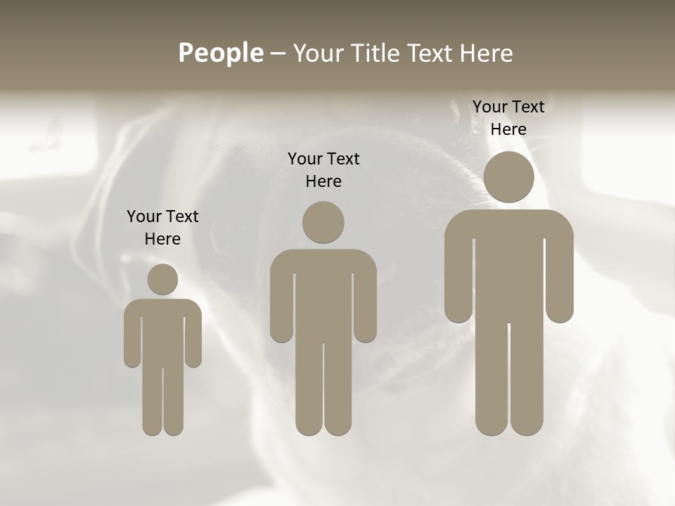 Pug Dog PowerPoint Template