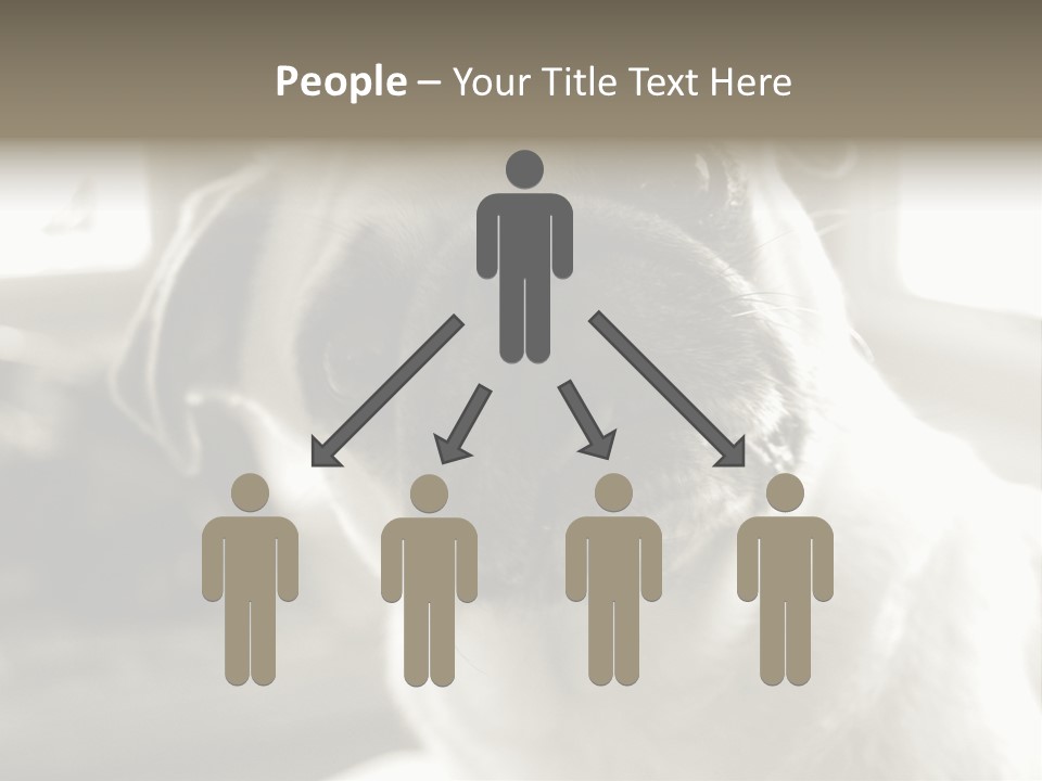 Pug Dog PowerPoint Template