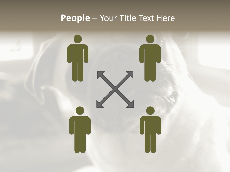 Pug Dog PowerPoint Template