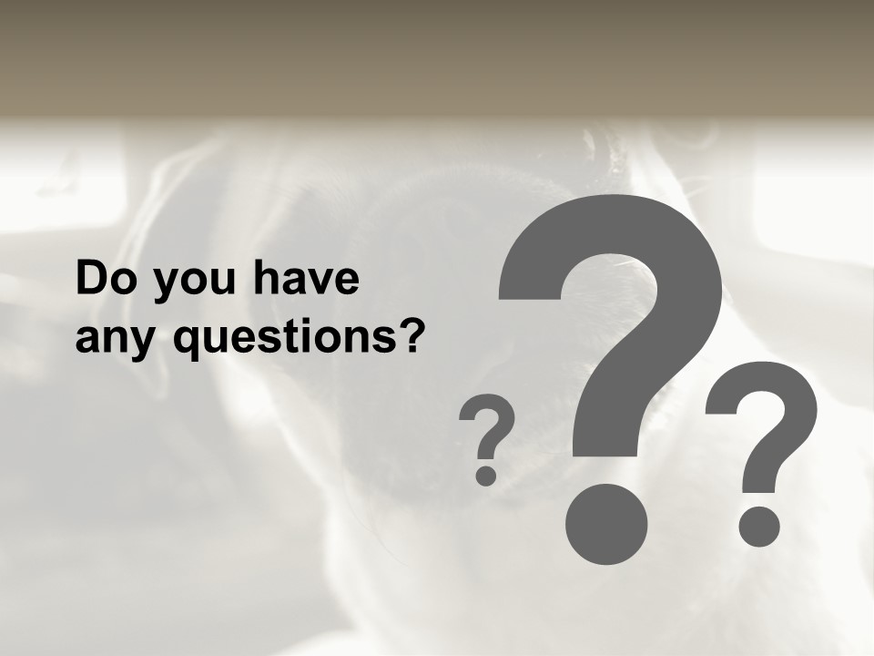 Pug Dog PowerPoint Template