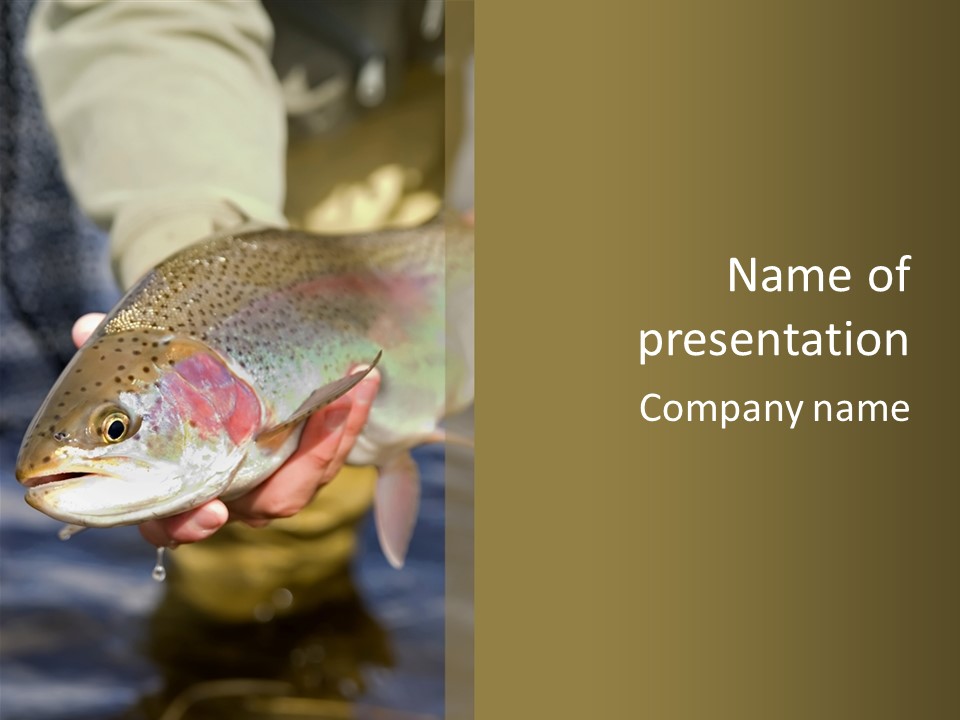 Rainbow Trout Caught Fly Fishing PowerPoint Template