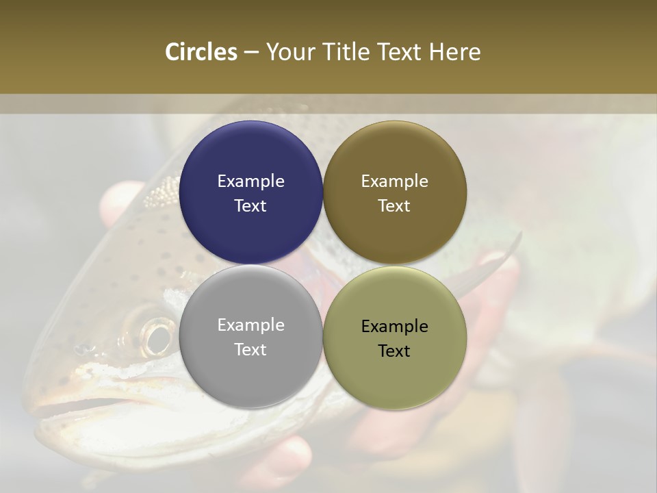 Rainbow Trout Caught Fly Fishing PowerPoint Template