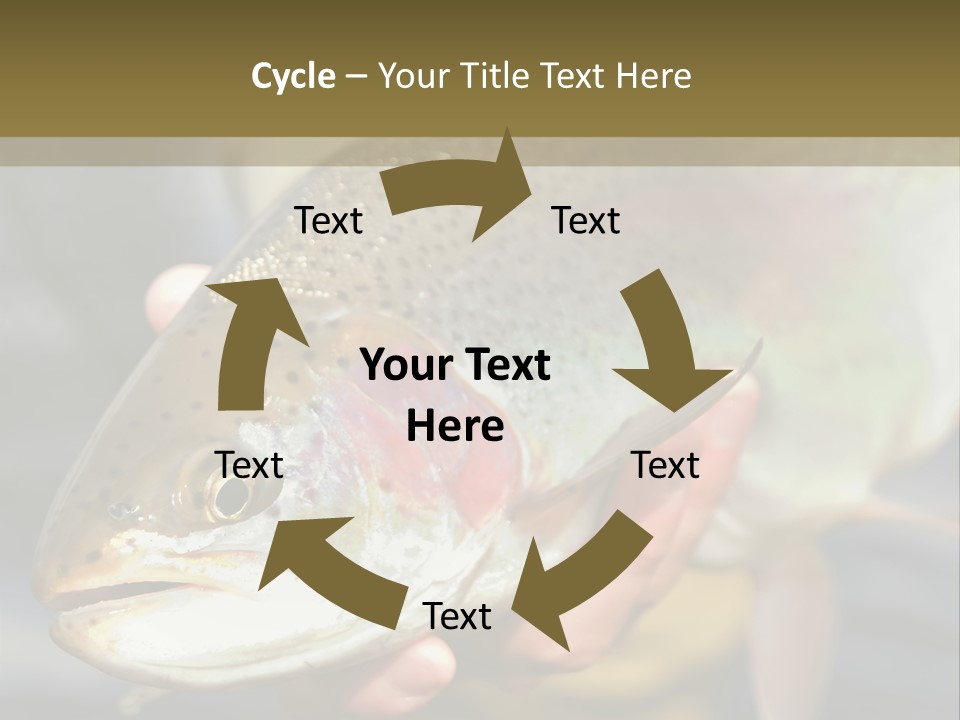 Rainbow Trout Caught Fly Fishing PowerPoint Template