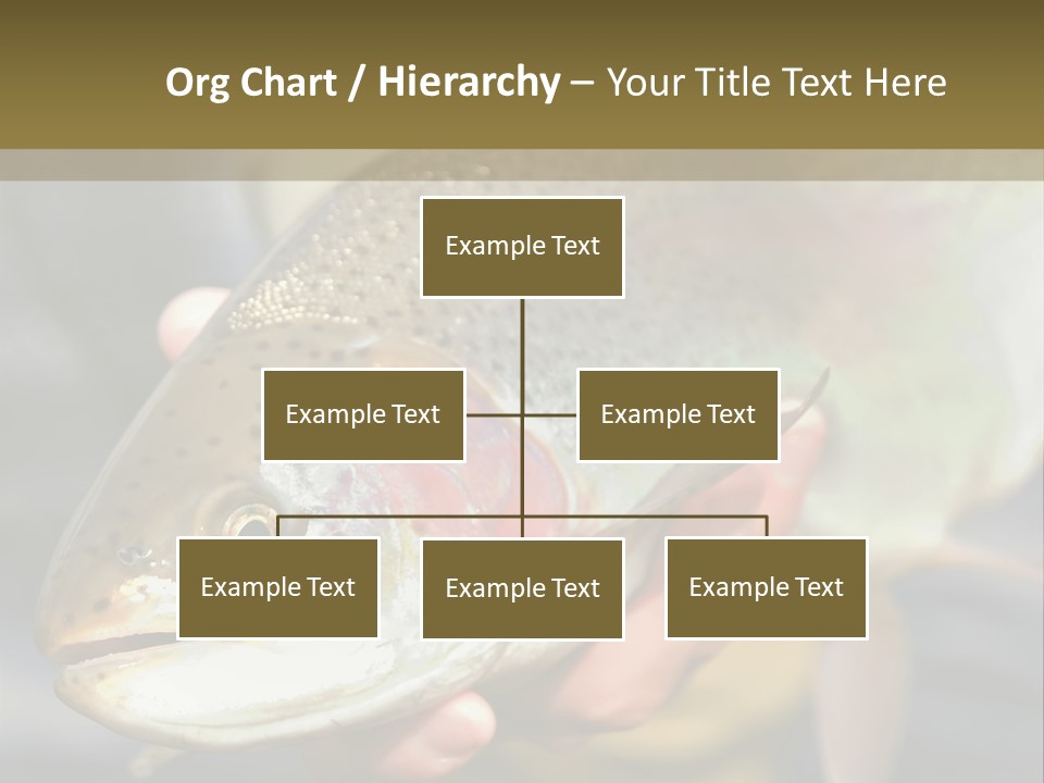 Rainbow Trout Caught Fly Fishing PowerPoint Template