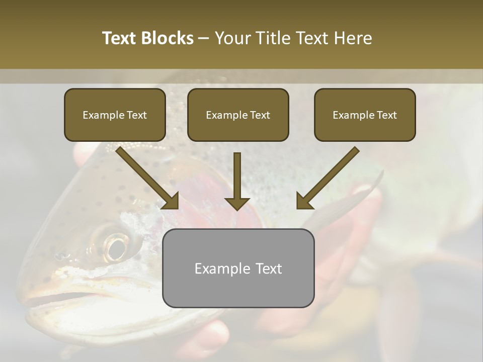 Rainbow Trout Caught Fly Fishing PowerPoint Template